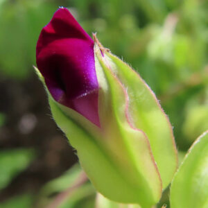 ワインレッドのトレニアのつぼみ写真｜濃い赤紫の花色が映える夏の花