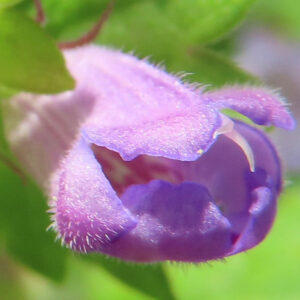 カキドオシの垣を通す春の薄紫花を撮影した花写真