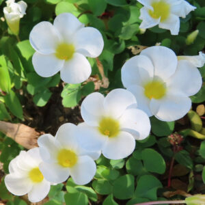 フヨウカタバミの大きな五弁花を撮影した花写真