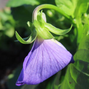 ビオラ・パンジーのもの思いの花を撮影した花写真