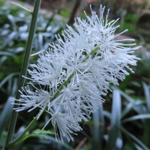サラシナショウマの白いブラシ状花穂を撮影した花写真