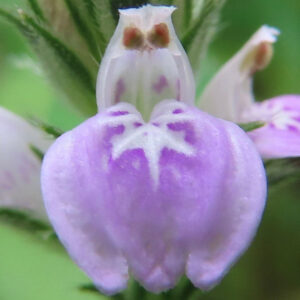 キツネノマゴの花を極端な接写で撮影した紫色の花の細部写真｜白い星形の模様が入る下唇弁が特徴的