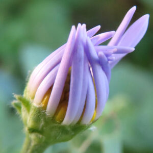 コヨメナの淡紫色の野菊を撮影した花写真