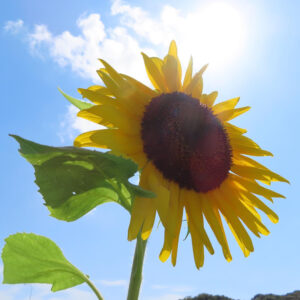 逆光に照らされる夏のヒマワリと青空のコントラスト風景