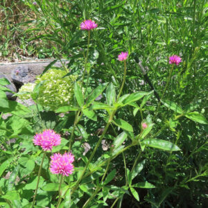 緑の葉と淡緑の花房を背景にした‘ファイヤーワークス’