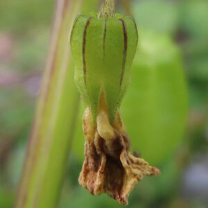 日本で秋にヒロハフウリンホオズキの花が枯れ、緑の萼の下に茶色い花弁がしおれています