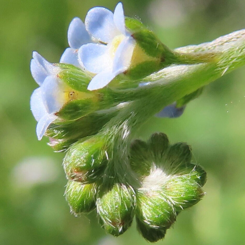 キュウリグサが青い花を咲かせています