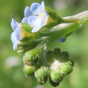 キュウリグサの小さな青い花を撮影した花写真