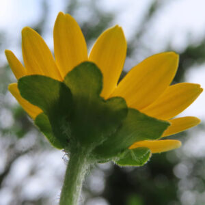 メランポジウムの花を下から見上げて撮影した写真｜黄色い花びらと緑のガクの質感が際立つ逆光構図