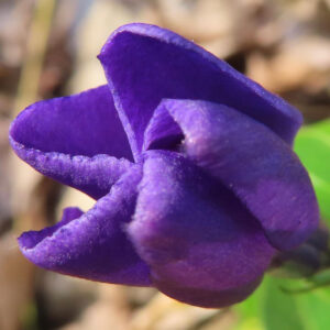 ツルニチニチソウの紫の蔓花を撮影した花写真