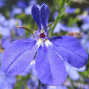 ロベリアの鮮やかな青い花を接写した写真｜花弁の形と中心部の模様が特徴的