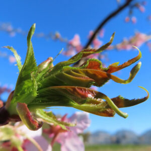 カワズザクラの若葉が芽吹く様子を接写した写真。赤みと緑が混じる柔らかな新芽が青空を背景に伸びる春の兆し