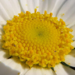 ノースポールの北極の雪を思わせる白い小菊を撮影した花写真