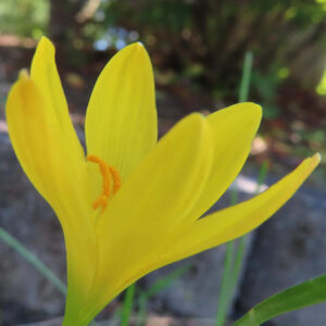 キバナタマスダレの黄色い花を斜めから接写したマクロ写真｜鮮やかな雄しべが映える春の花