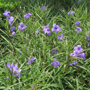 公園の花壇に群生するヤナギバルイラソウの紫色の花