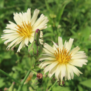 アキノノゲシの淡黄色の花が2輪咲き、中央に紫の筋が入った花芽と若い蕾が並ぶ様子をマクロ撮影した写真。細長い舌状花と黄色い花芯が草地の中で際立つ秋の野草。