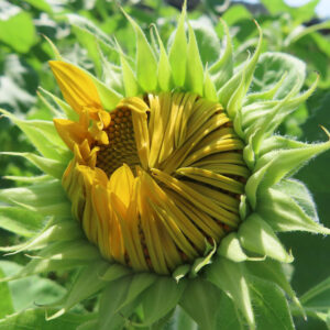 咲きかけのヒマワリの花が夏の陽射しを浴びている様子
