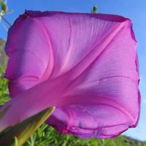 青空を背景にノアサガオの裏側を接写した鮮やかなピンク色の花弁写真