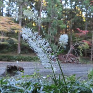 サラシナショウマの白いブラシ状花穂を撮影した花写真