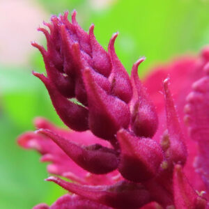 コリウスの花芽のクローズアップ写真｜赤紫色のつぼみが特徴的な観葉植物