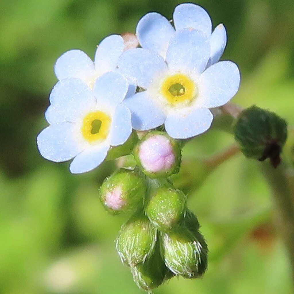 キュウリグサが青い花を咲かせています