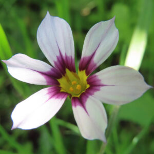 花芯の黄色が印象的な白花ニワゼキショウのアップ