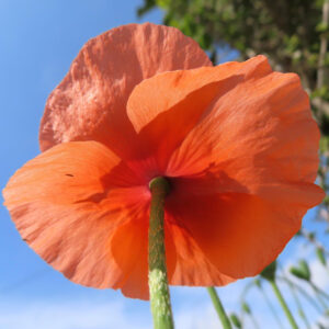 青空を背景に下から見上げて撮影したナガミヒナゲシの橙色の花びら｜逆光で透ける繊細な質感が美しい野草の写真
