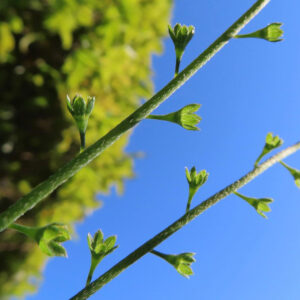キュウリグサの小さな青い花を撮影した花写真