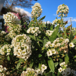 アリッサムの甘く香る小花を撮影した花写真