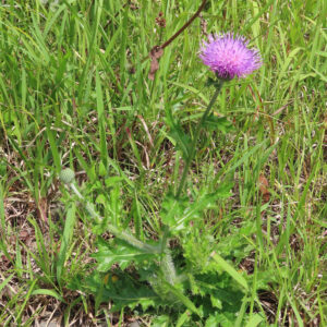 草地に生えるアザミを全体で撮影した写真｜細長い茎の先に咲く紫色の花と鋸歯状の葉がわかる全体像