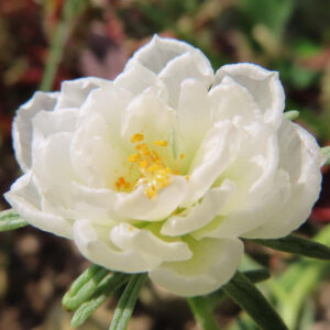 八重咲きの白いマツバボタンを斜めから撮影した自然な花姿の写真