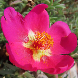 ピンクのマツバボタンの花が鮮やかに咲く自然光のクローズアップ写真