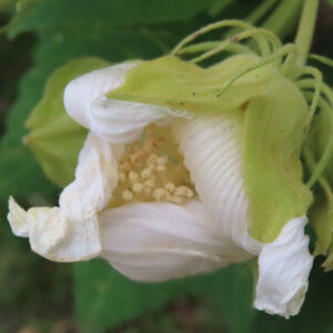 白いフヨウ（芙蓉）の花が半開きの状態で下向きに咲き、淡い緑色の萼に包まれた花弁の内側に黄色い雄しべが見えるクローズアップ写真