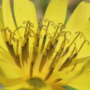 ジシバリの花の雄しべを接写した写真。黄色い花弁と特徴的にカールした柱頭が並ぶ精密なマクロ構図