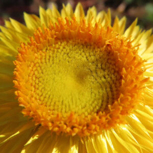 ムギワラギクの帝王貝細工を撮影した花写真