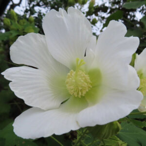 白いフヨウ（芙蓉）の花を正面から撮影した写真で、淡い黄緑色の花心を中心に、薄く透ける白い花弁が大きく広がり、周囲に緑の葉がぼけて写る構図
