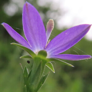 ヒナキキョウソウの紫色の花を下から見上げて接写した写真｜反り返る花弁と中央の雄しべが際立つ野草のアップ