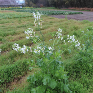 畑で白い花を咲かせたダイコンの株を撮影した写真。広がる畑の中に立つ開花株の様子
