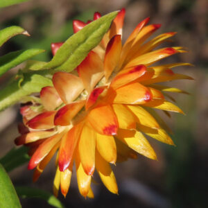 ムギワラギクの帝王貝細工を撮影した花写真