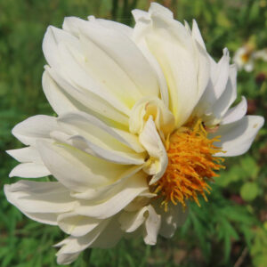 白いダリアの花を横向きにアップで撮影した写真｜繊細な花びらとオレンジ色の中心が魅力
