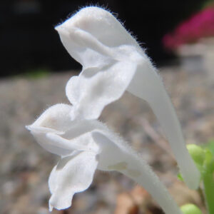 白いタツナミソウの花を超接写した写真。細かな毛が生えた白い花弁が立ち上がるように並び、日の光で繊細な質感が際立つマクロ撮影