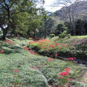 川沿いの斜面に群生する赤いヒガンバナと木々のある風景写真
