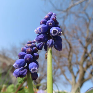 ムスカリの青紫の房花を撮影した花写真