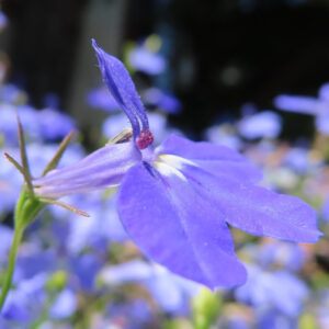 ロベリアの花を横から撮影した写真｜青紫色の花弁と細長い花筒が特徴的に写された構図