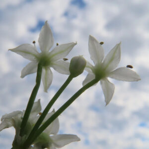 青空と雲を背景にニラの白い花を下から見上げて撮影した写真｜星形の花弁と淡緑色の中心部、細長い花茎が伸びるニラの花のローアングル構図