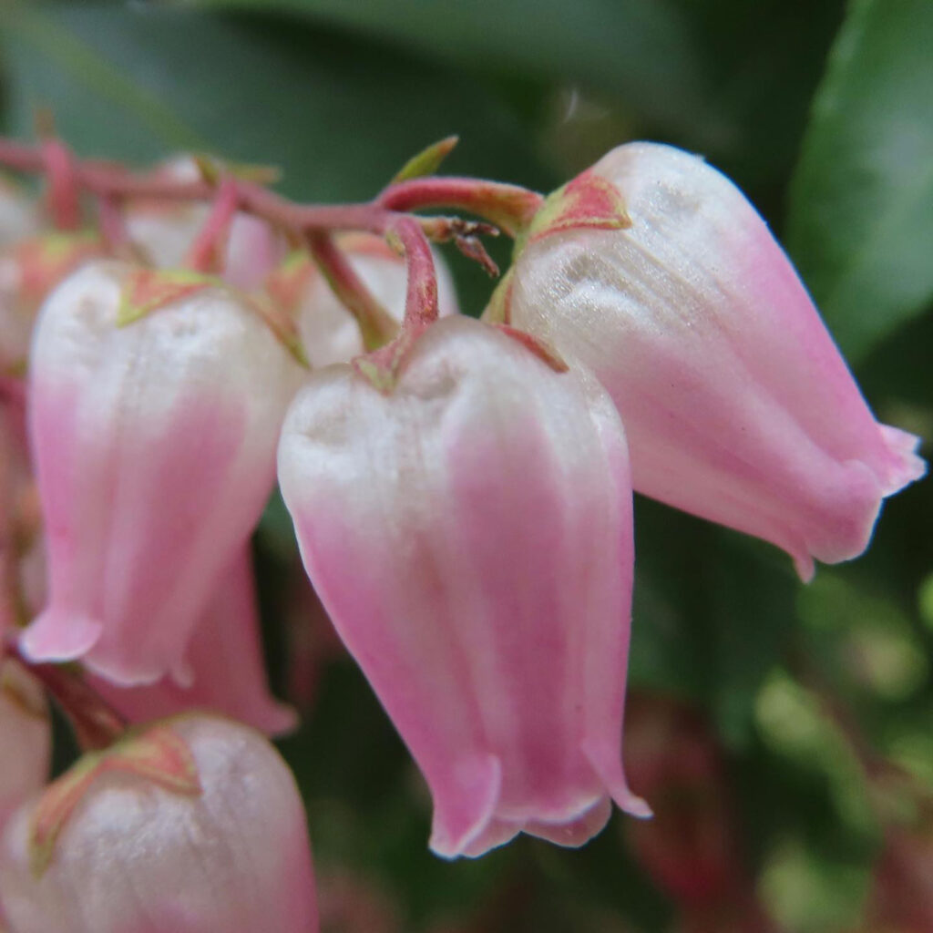 アセビがピンク色の花を咲かせています