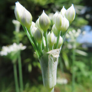 ニラの花が咲く直前の蕾が房状に集まる様子を接写した写真｜白く尖った蕾と淡緑色の花茎、背景がやわらかくぼけた構図
