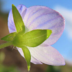 オオイヌノフグリの星の瞳と呼ばれる青い春花を撮影した花写真