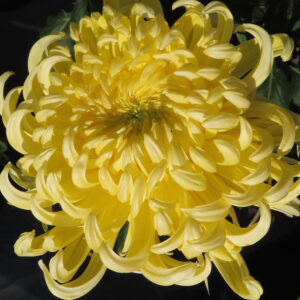 鮮やかな黄色の花弁が内側から外側へ渦を描くように重なり、立体的に咲き誇る大輪のキクを真正面から捉えた接写写真
