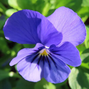 ビオラ・パンジーのもの思いの花を撮影した花写真